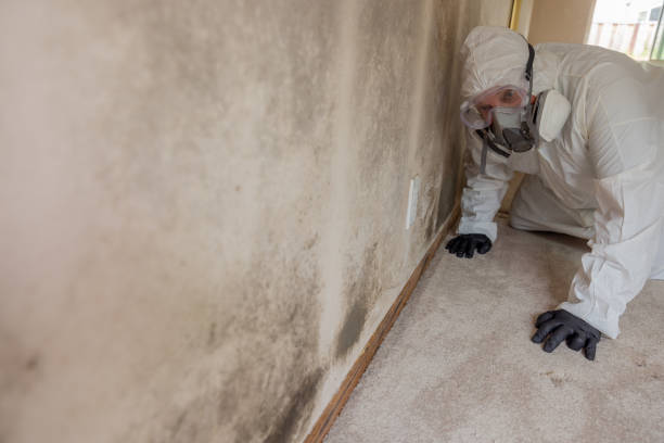 Reliable Coburg, OR Mold Removal & Remediation Solutions